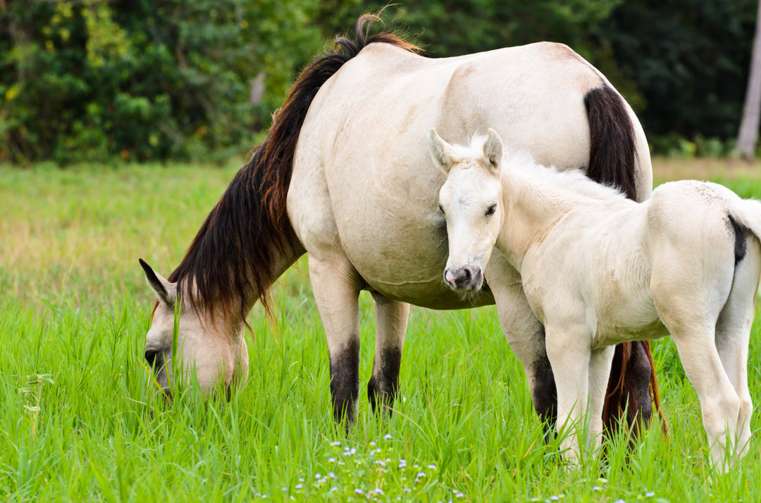 Animal Nutrition