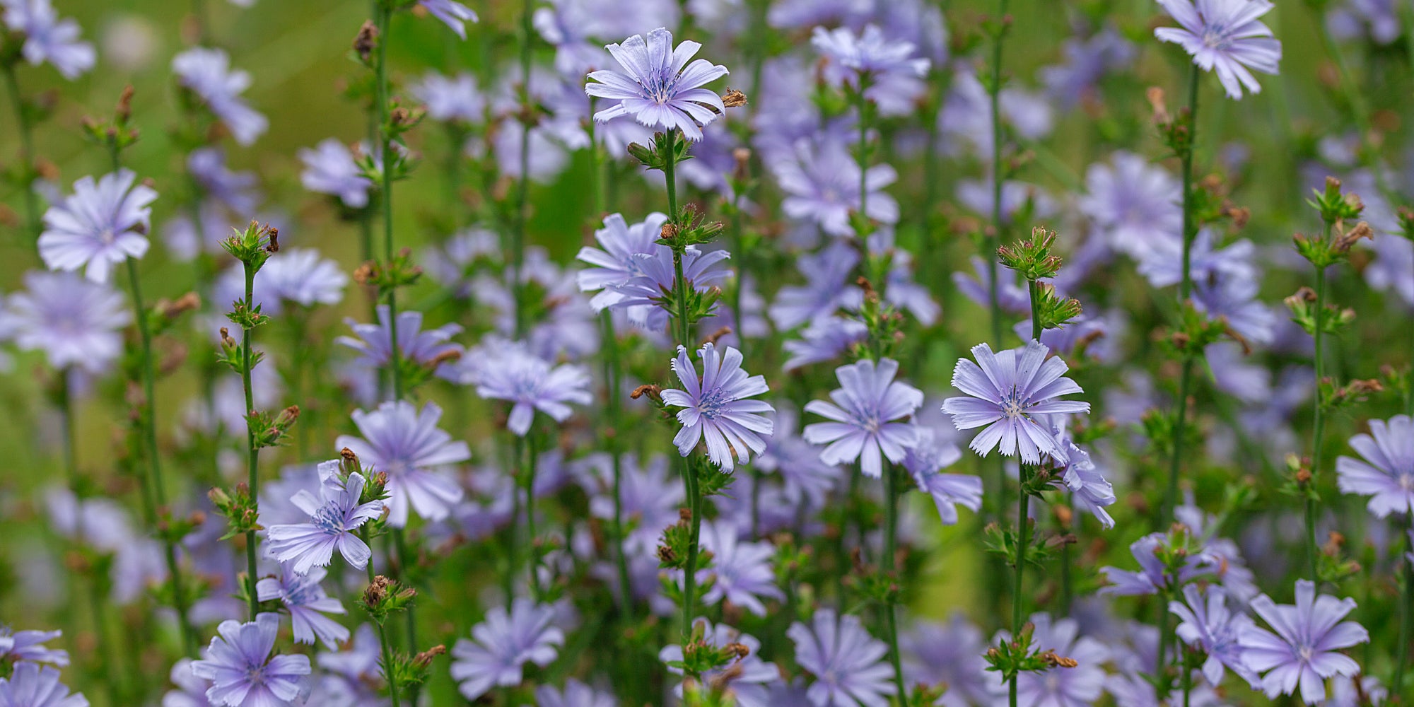 Chicory Root – Packed with Nutrition and Health Benefits