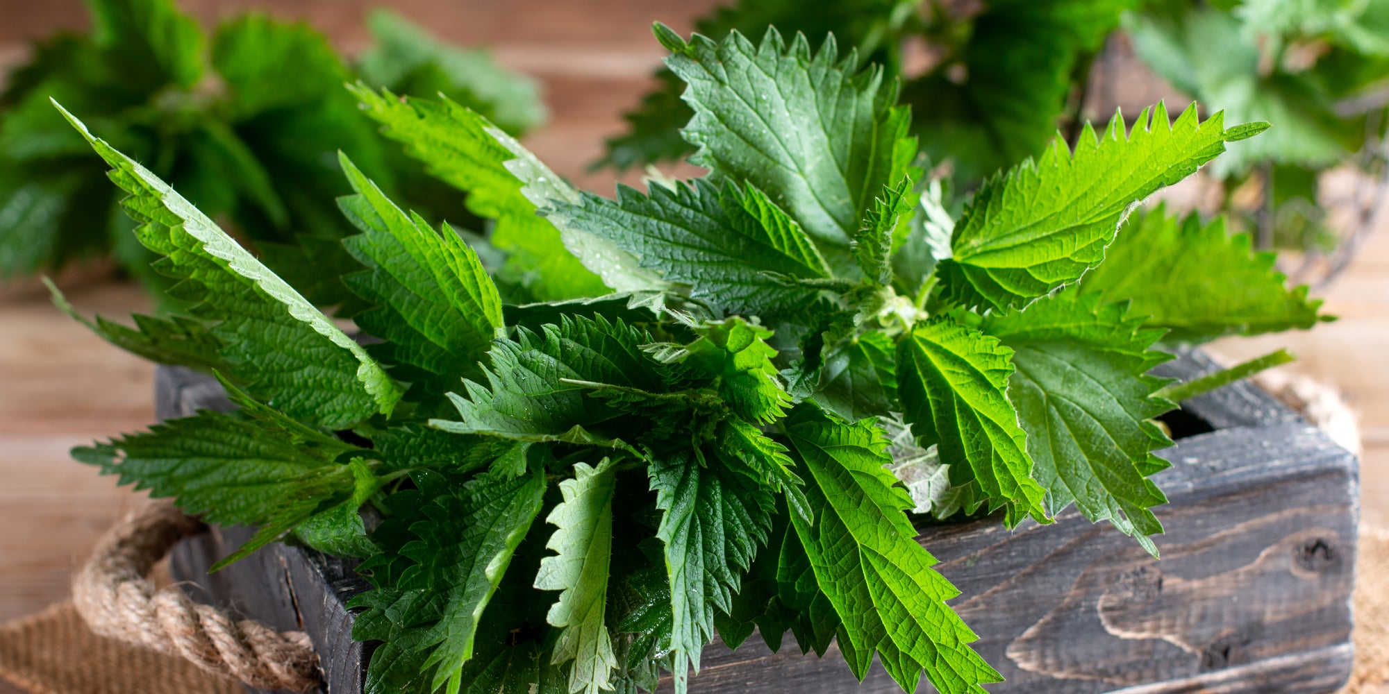 Nettle -- Nutrition and Healing