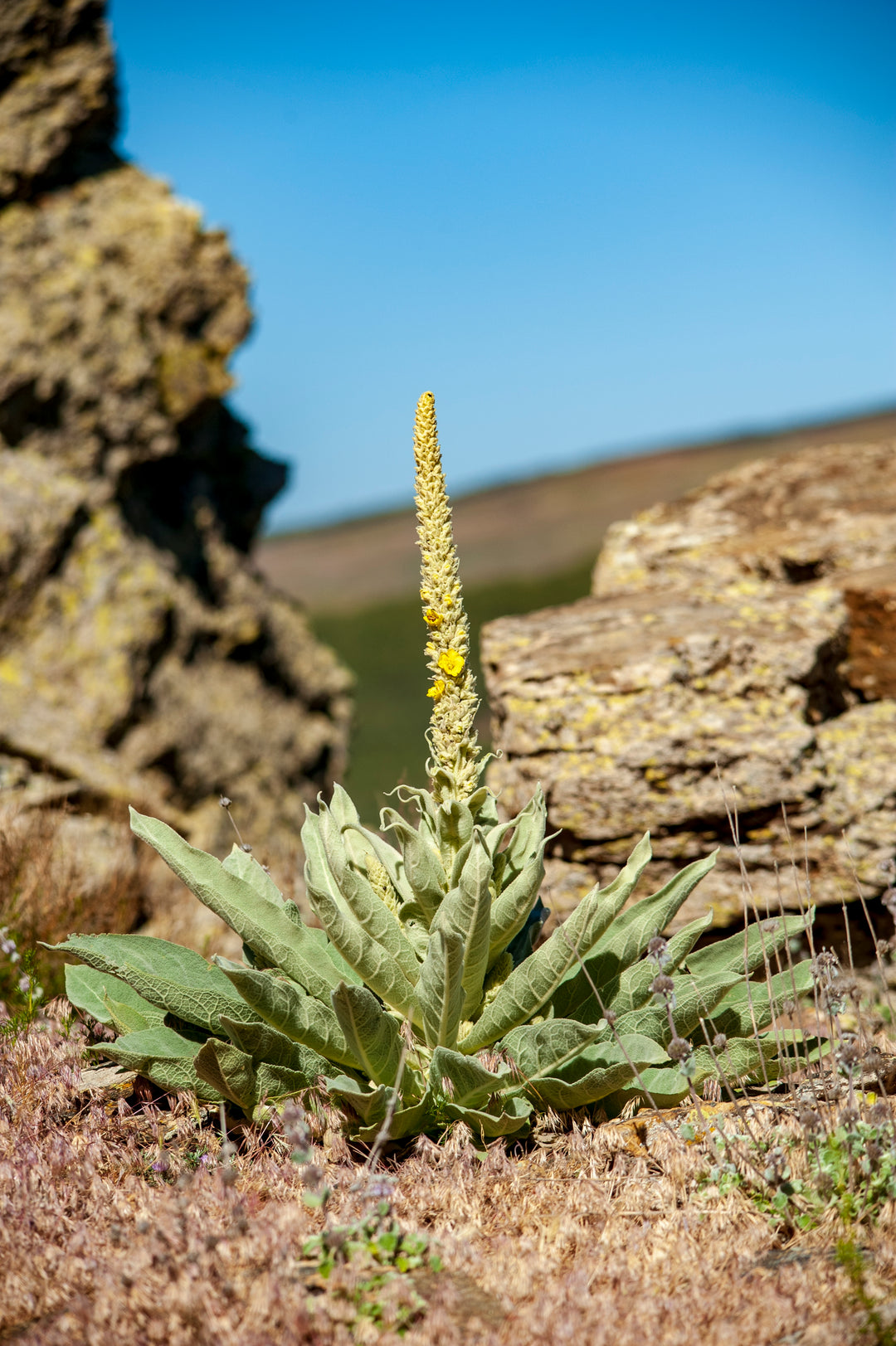 Mullein - a Powerful Support for Your Lungs