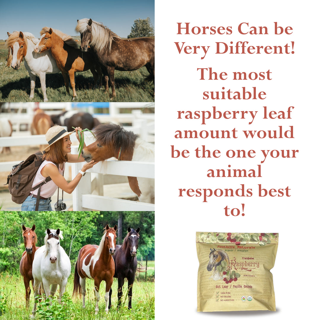 Raspberry Leaf Organic Cut and Sifted - 1 Pound (454g) Equine Herb for Mares, Geldings, Stallions. Nutritional, Moodiness Control